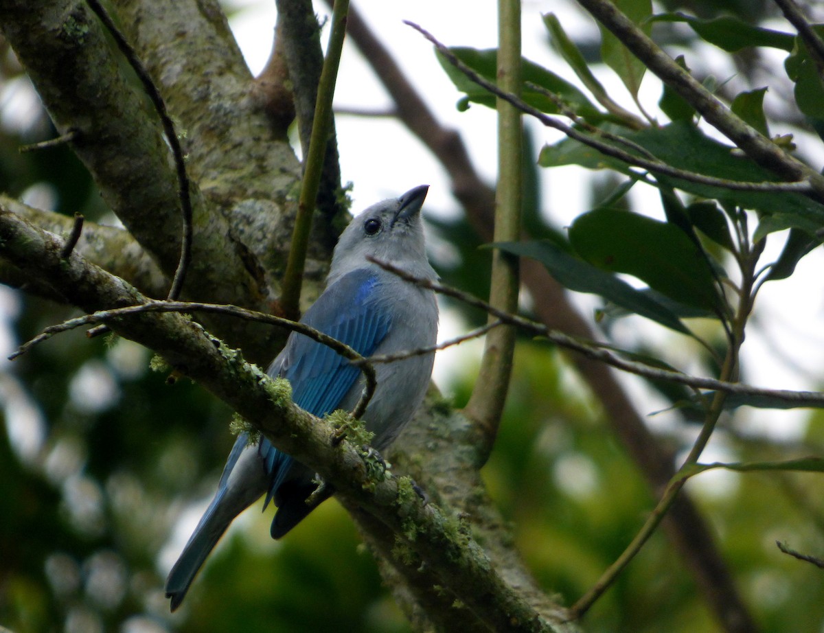 Blue-gray Tanager - ML615241812