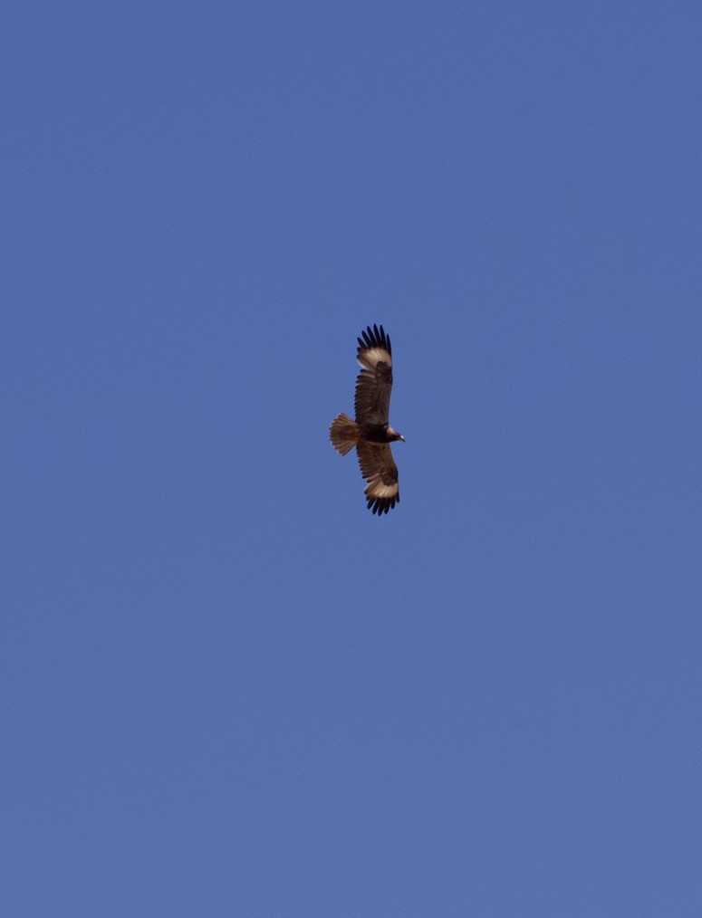 Black-breasted Kite - ML615241865