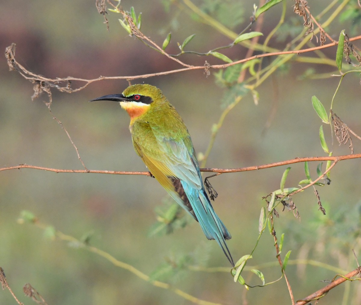 Blue-tailed Bee-eater - ML615241887