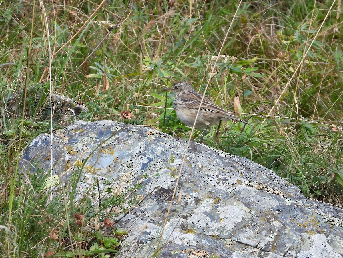 linduška horská (ssp. coutellii) - ML615242206