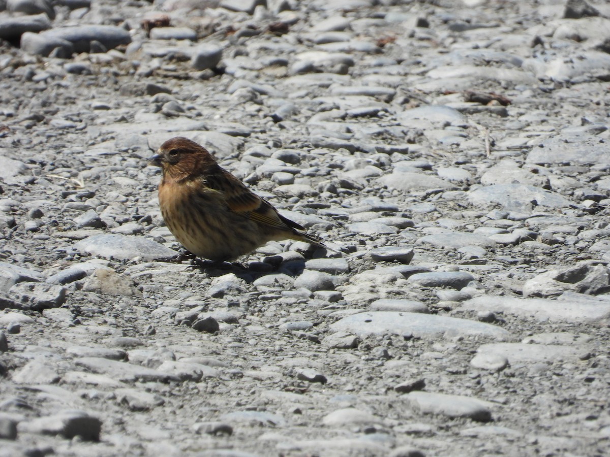 Fire-fronted Serin - ML615242294