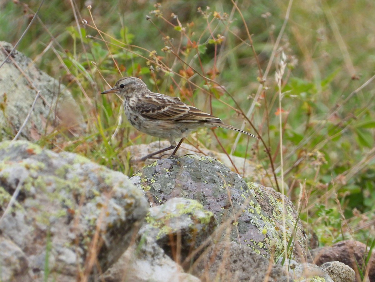 Water Pipit - ML615242339