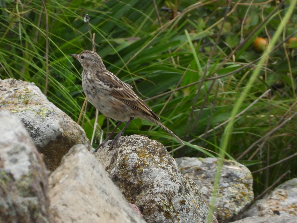 Water Pipit - ML615242340