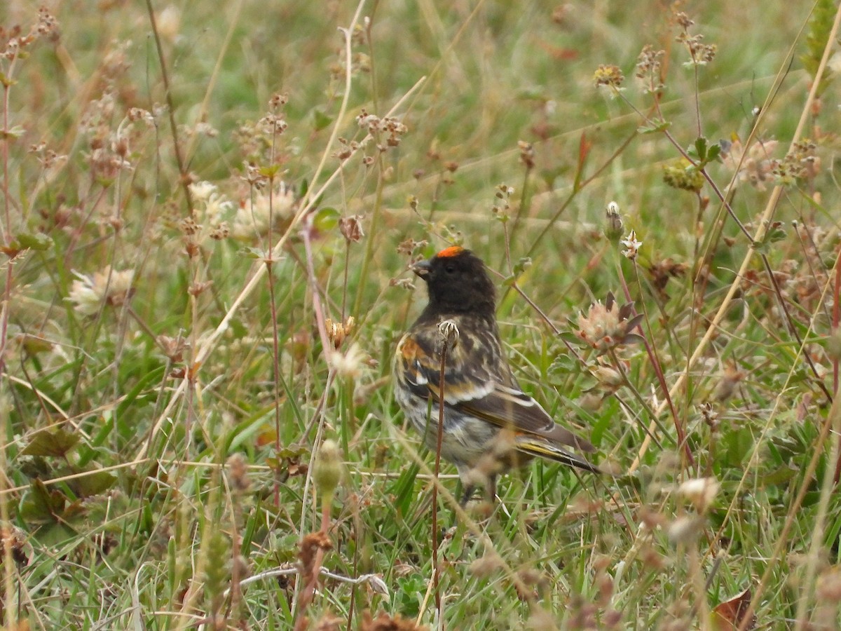 Fire-fronted Serin - ML615242341