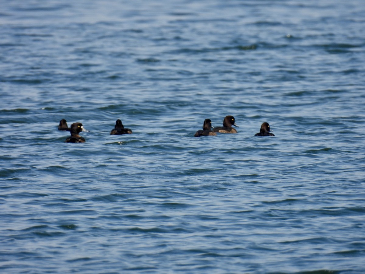 Tufted Duck - ML615242448