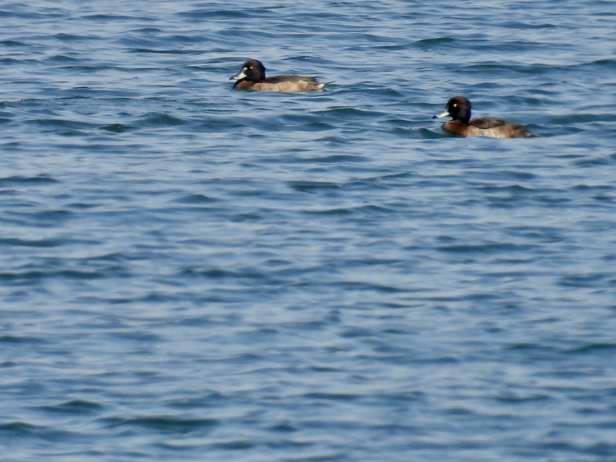 Tufted Duck - ML615242449