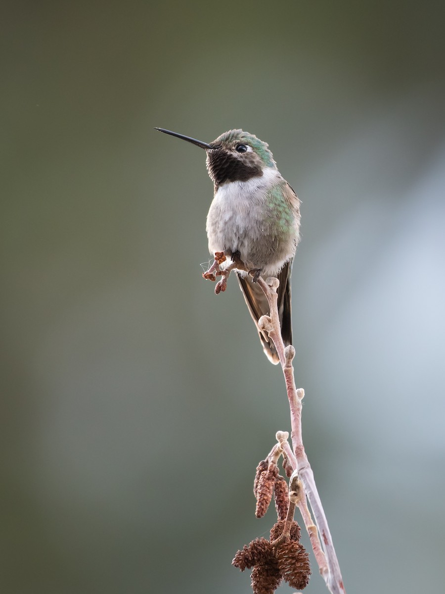 Broad-tailed Hummingbird - ML615242452