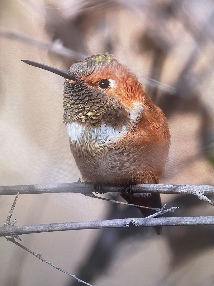 hummingbird sp. - ML615242491