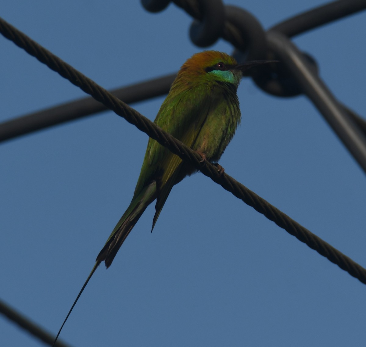 Asian Green Bee-eater - ML615242514