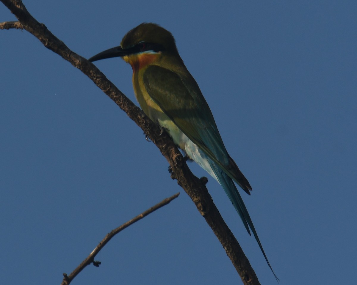 Blue-tailed Bee-eater - ML615242516