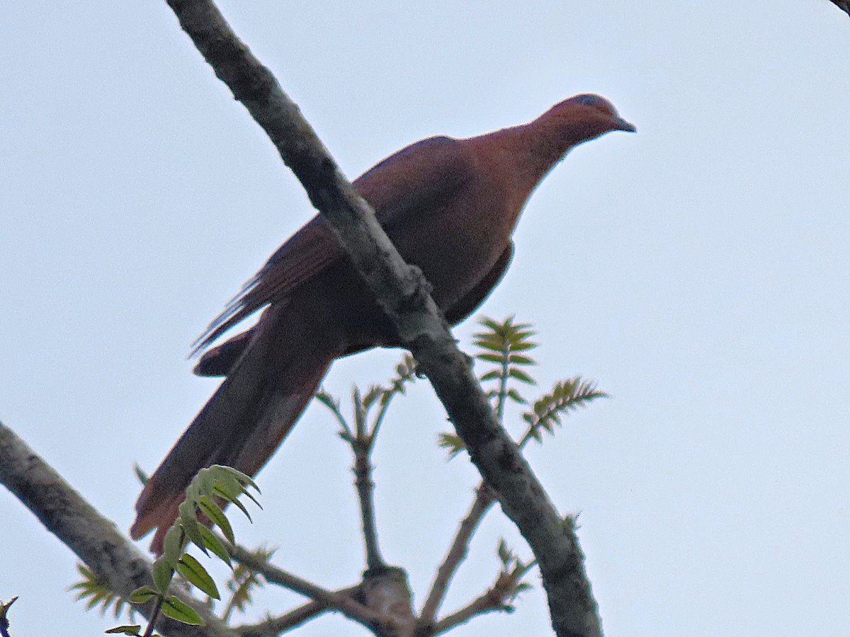 Andaman Cuckoo-Dove - ML615242717