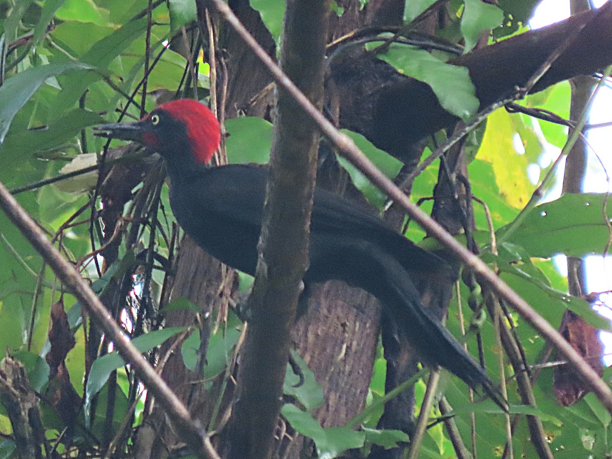 Andaman Woodpecker - ML615242732