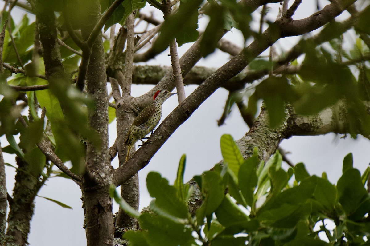 Green-backed Woodpecker - ML615242880