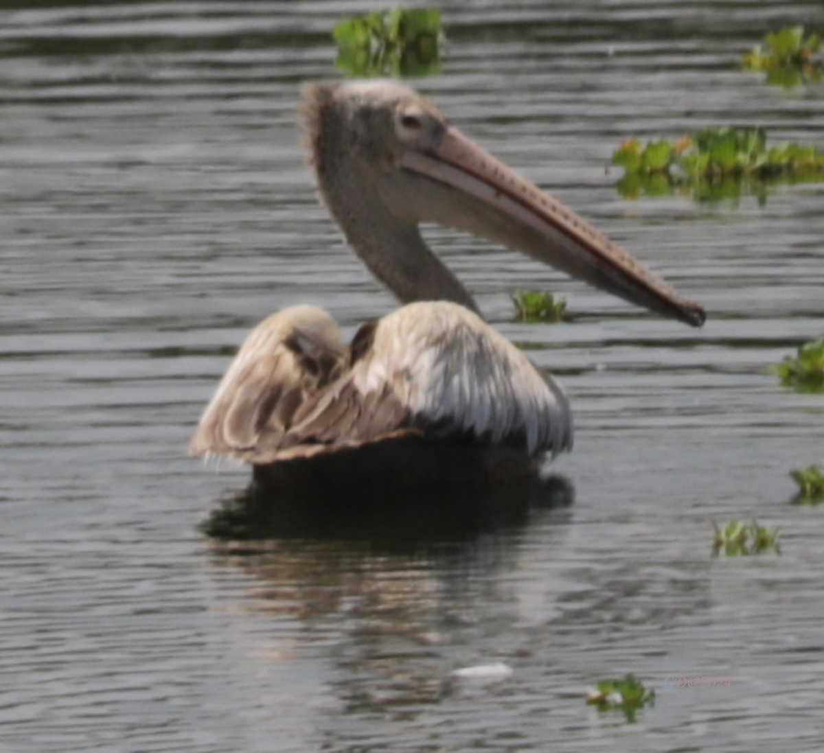 Spot-billed Pelican - ML615243121