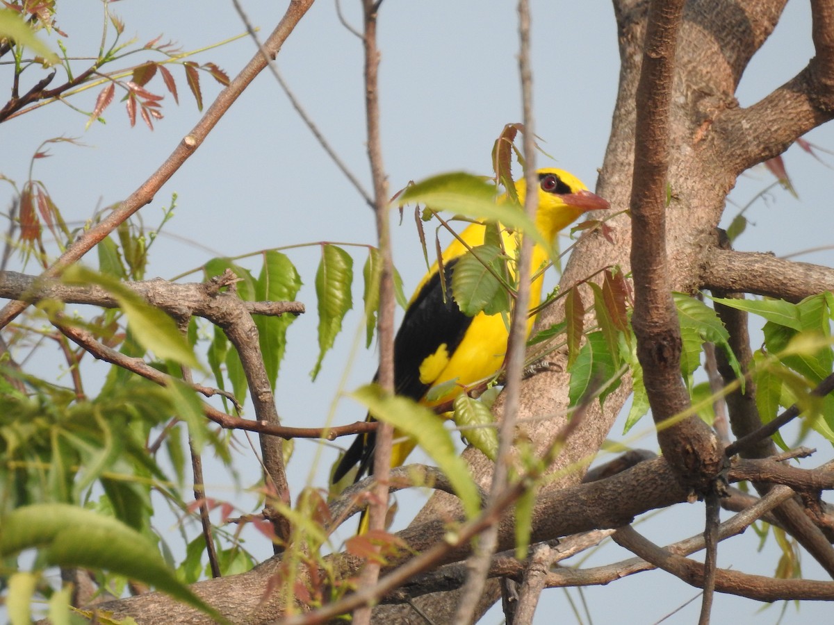 Indian Golden Oriole - ML615243243