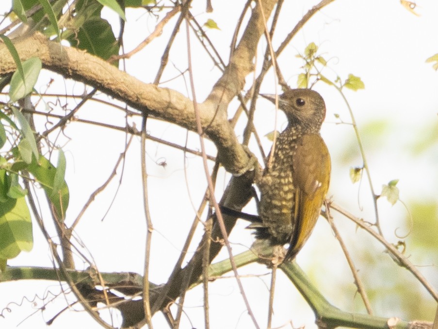 Buff-spotted Woodpecker - ML615243356
