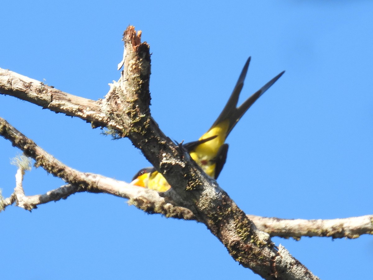 Swallow-tailed Cotinga (Swallow-tailed) - ML615243512