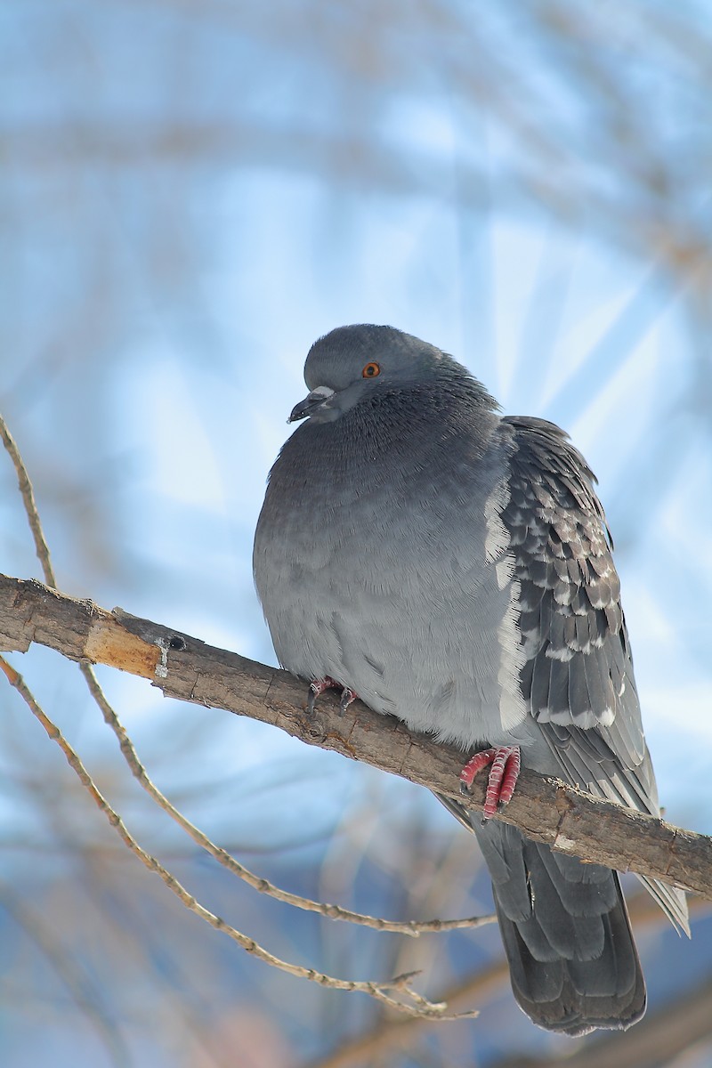 Rock Pigeon (Feral Pigeon) - ML615243860