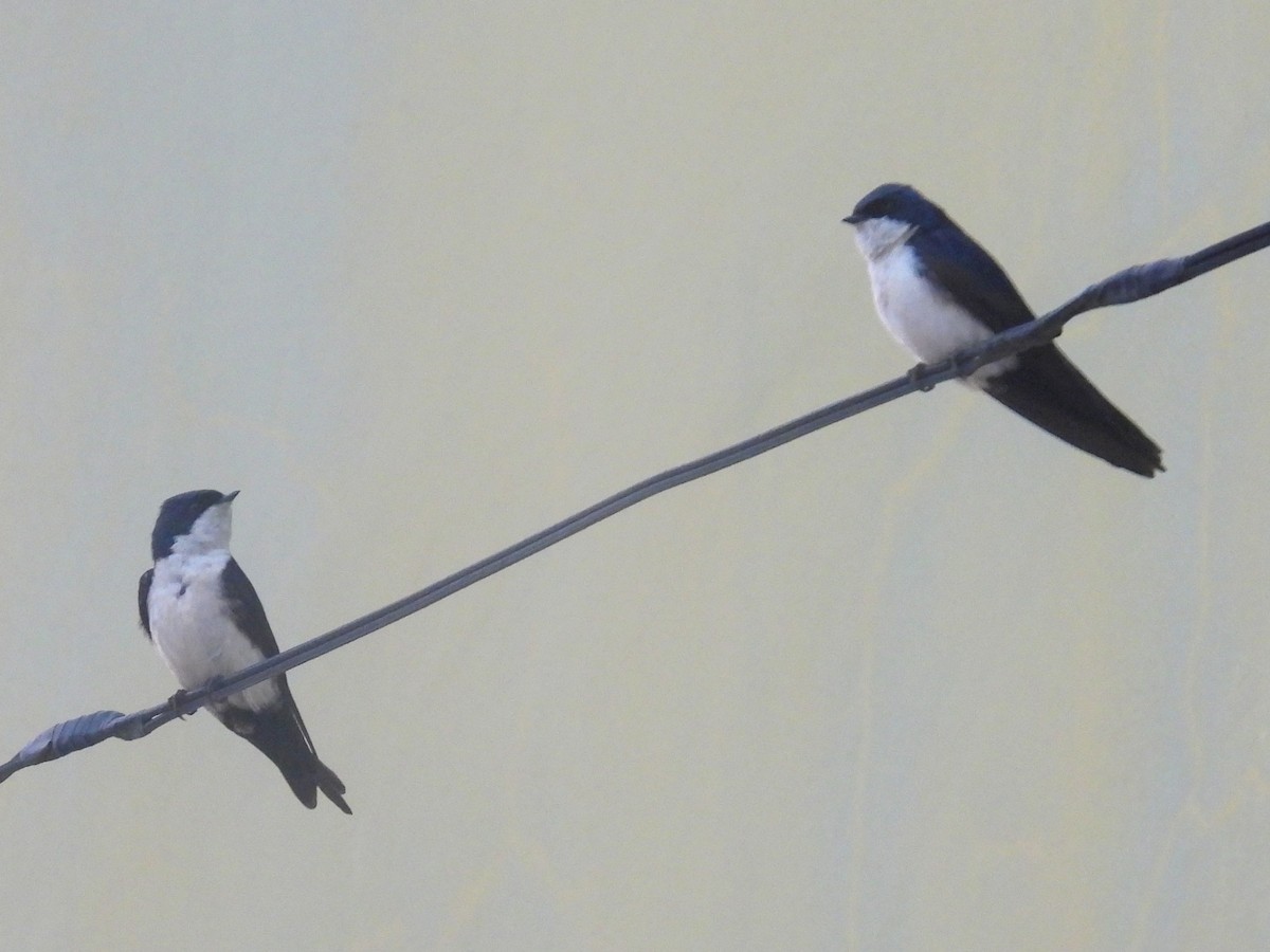 Blue-and-white Swallow - bob butler