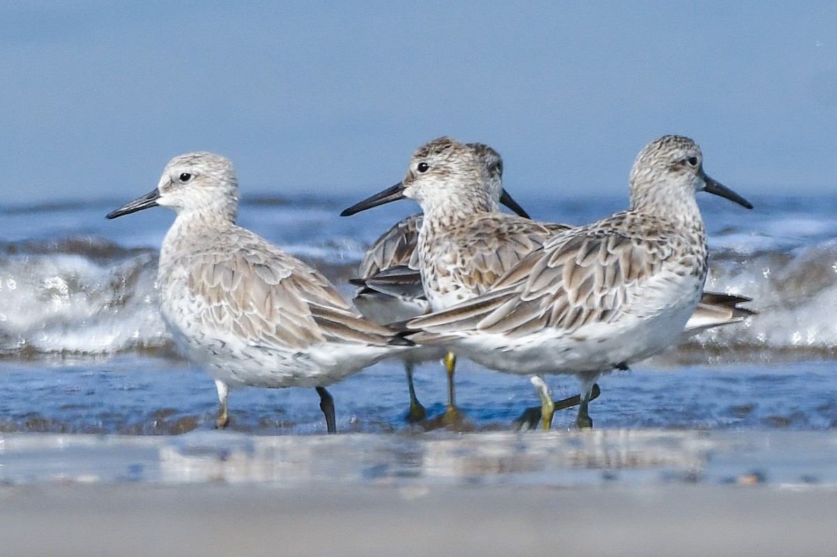Great Knot - ML615244030