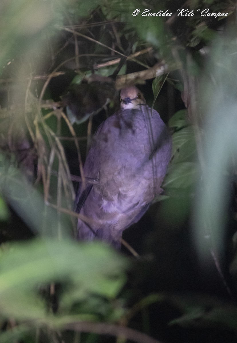Russet-crowned Quail-Dove - ML615244104