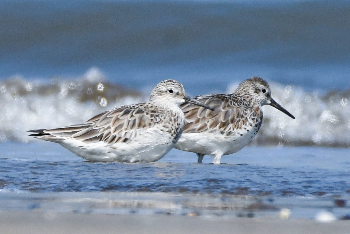 Great Knot - ML615244148