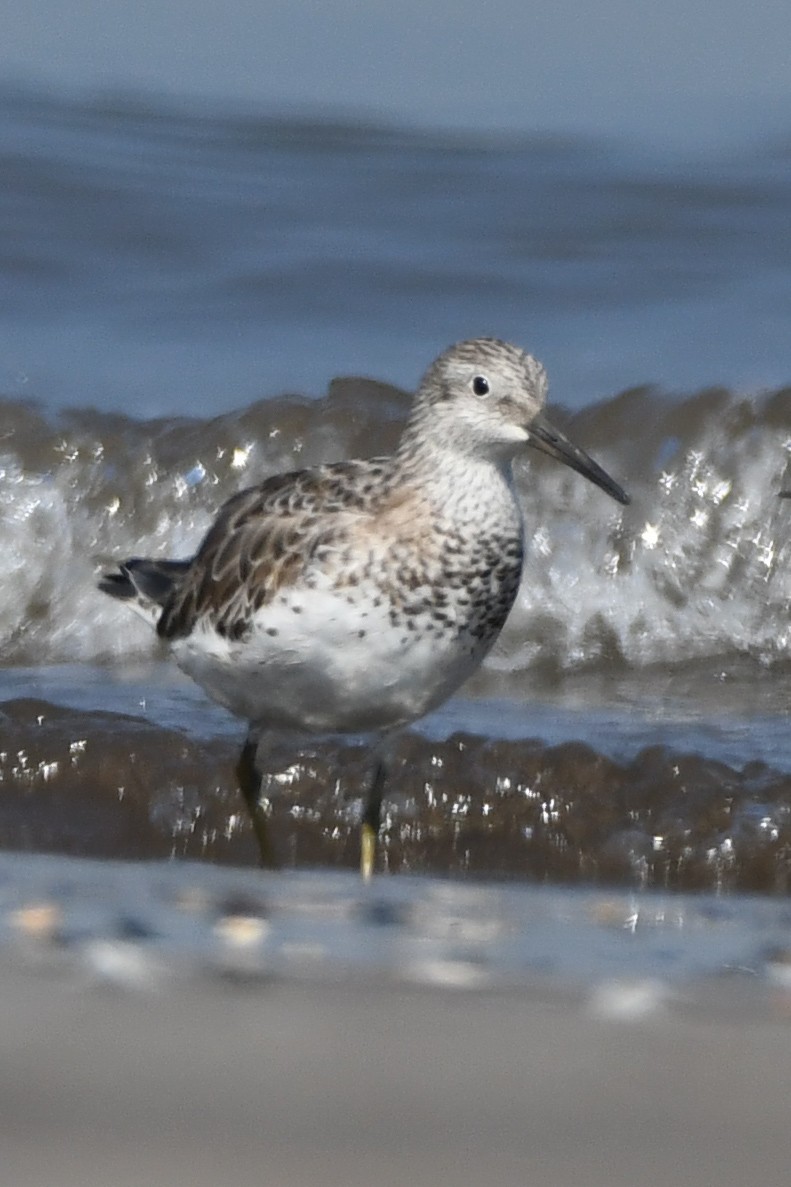 Great Knot - ML615244152