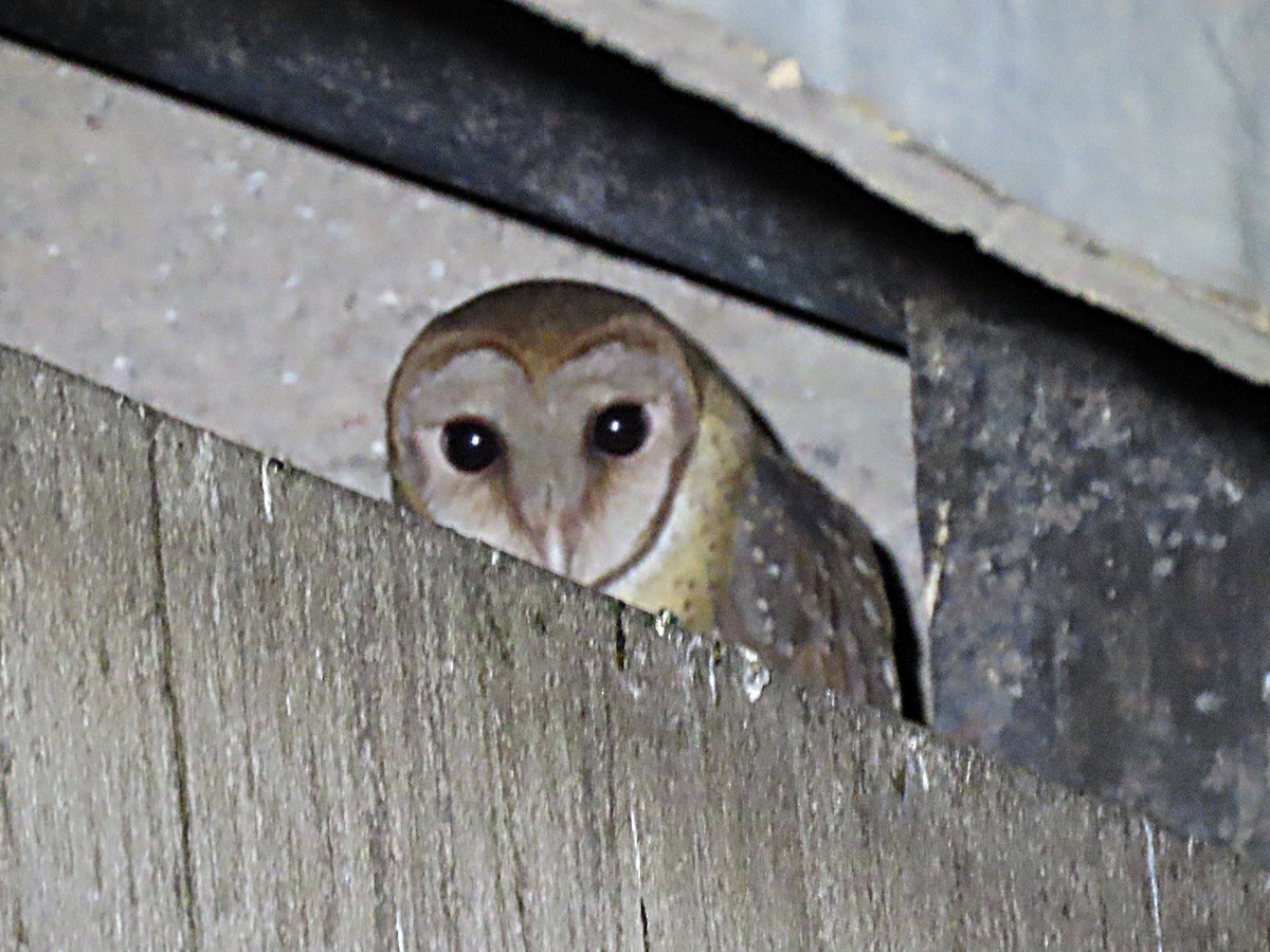 Andaman Masked-Owl - ML615244161