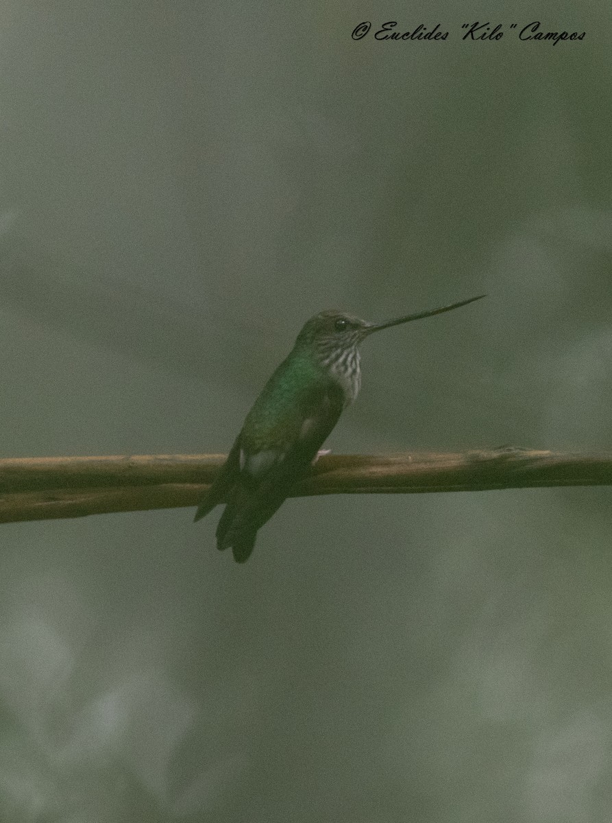 kolibřík háčkozobý - ML615244191