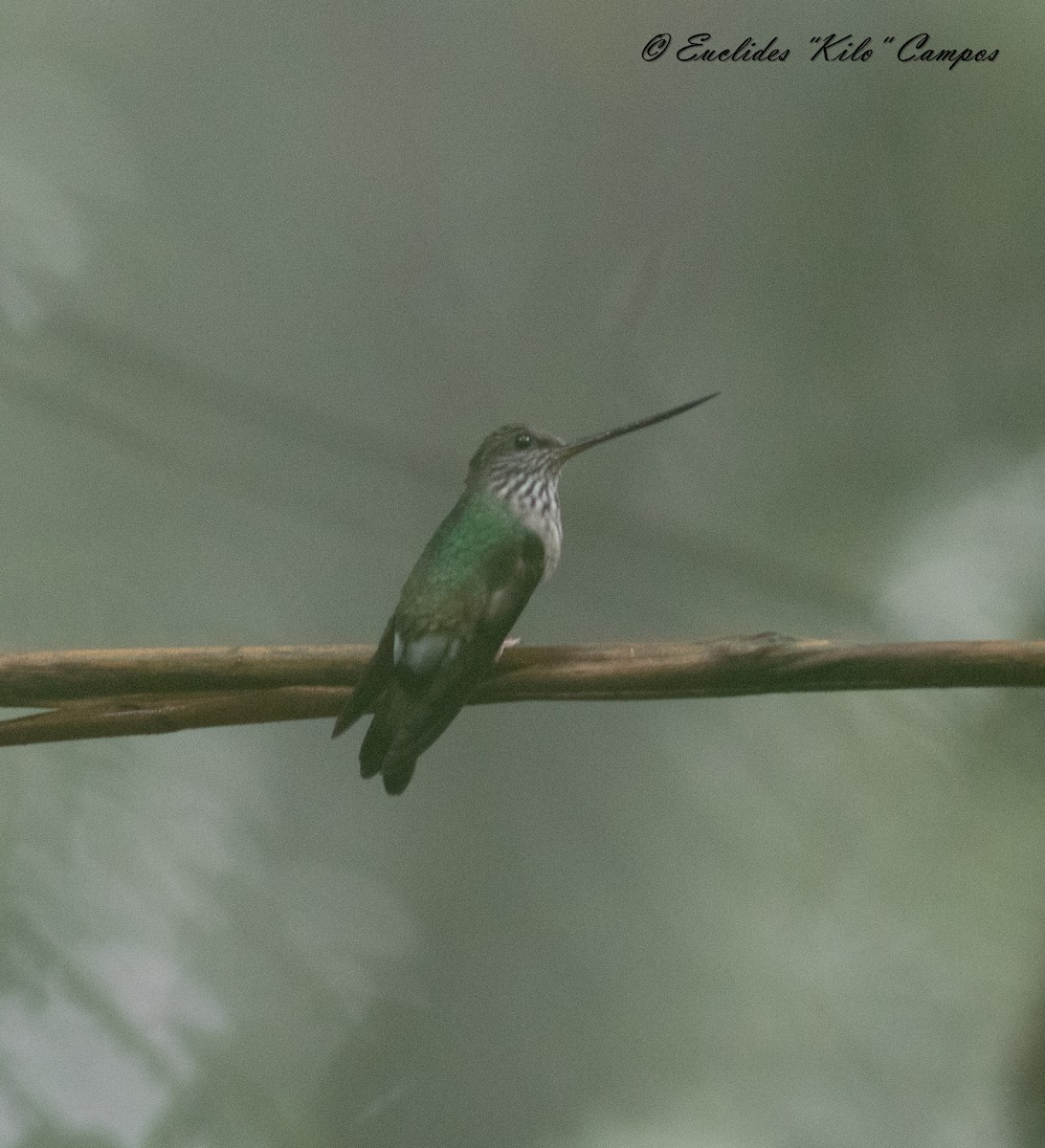 Tooth-billed Hummingbird - ML615244192