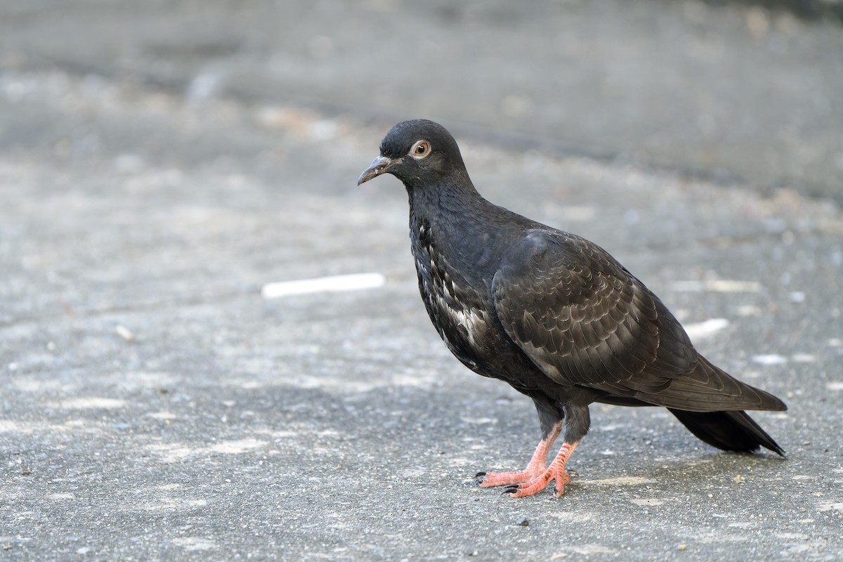 Rock Pigeon (Feral Pigeon) - ML615244266
