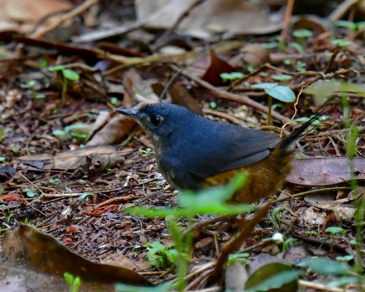 White-breasted Tapaculo - ML615244274