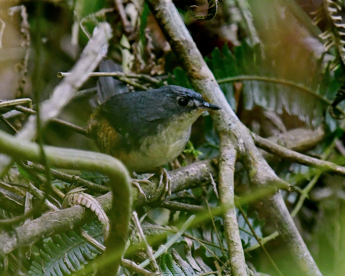 White-breasted Tapaculo - ML615244276