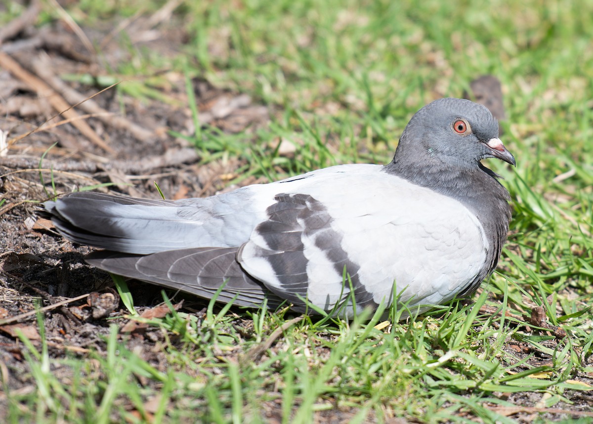 Rock Pigeon (Feral Pigeon) - ML615244334