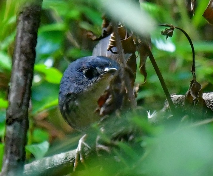 White-breasted Tapaculo - ML615244430