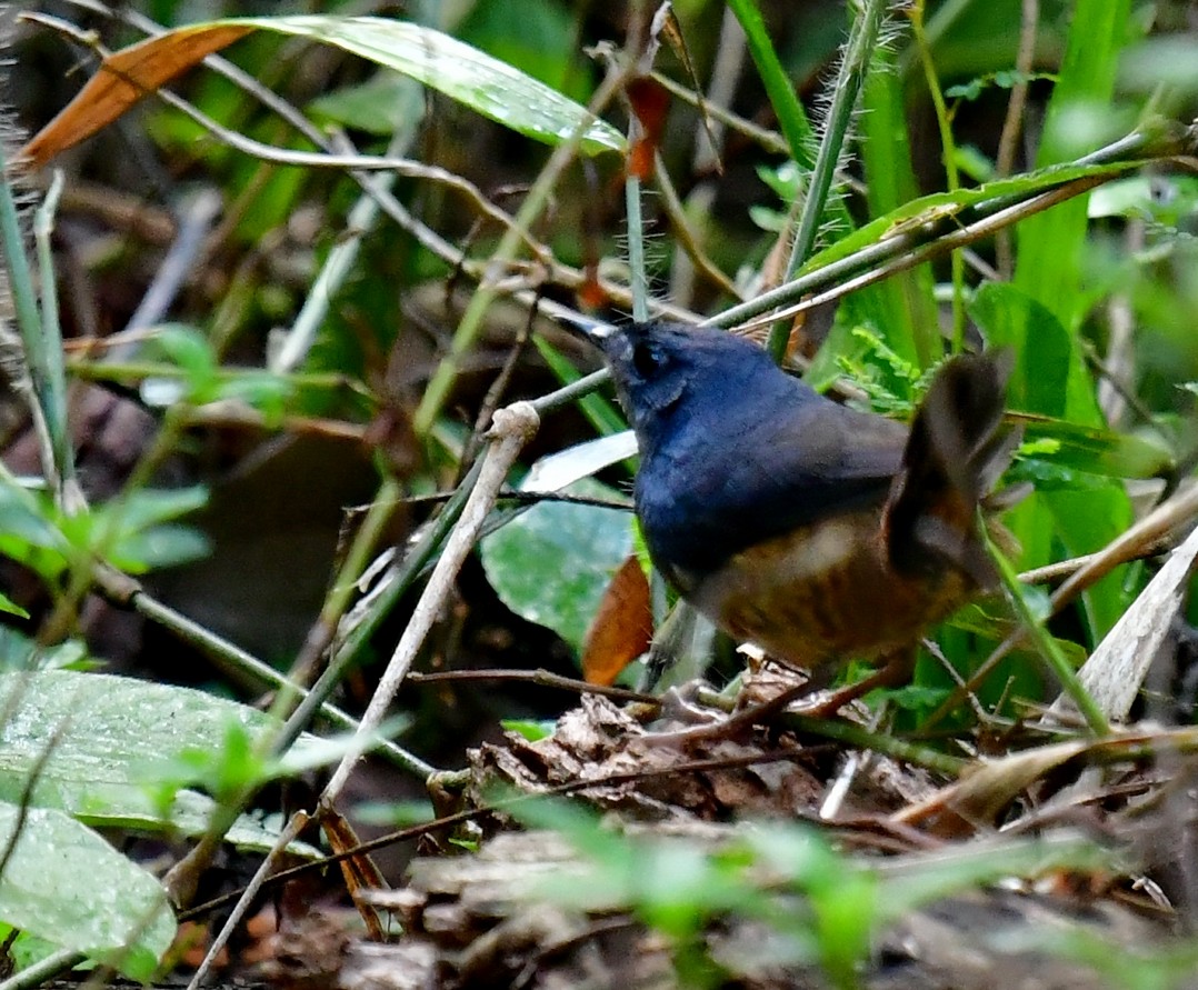 White-breasted Tapaculo - ML615244432