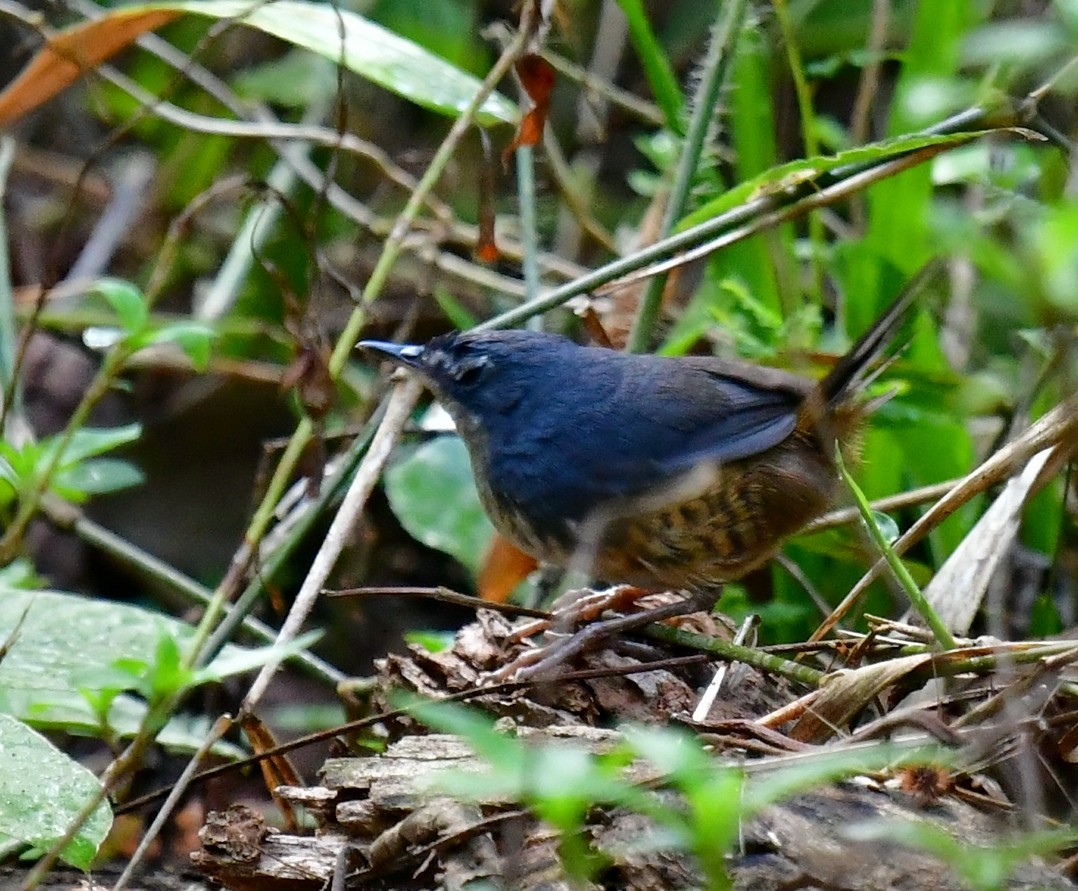 White-breasted Tapaculo - ML615244433