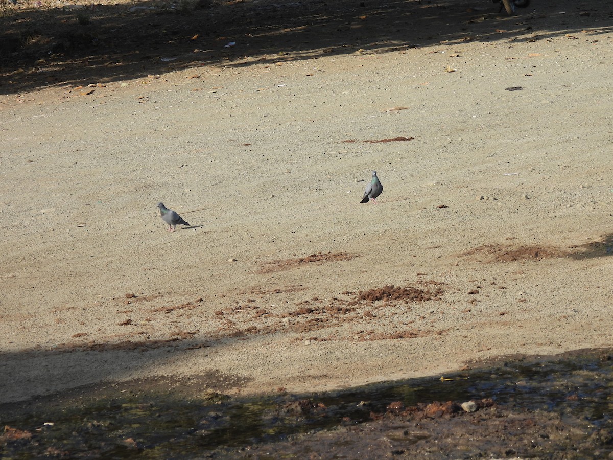 Rock Pigeon (Feral Pigeon) - ML615244475