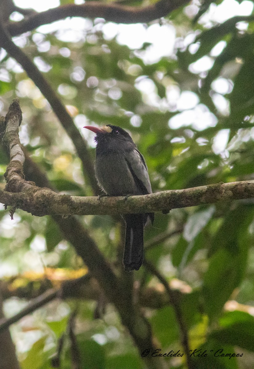 White-fronted Nunbird (Pale-winged) - ML615244485