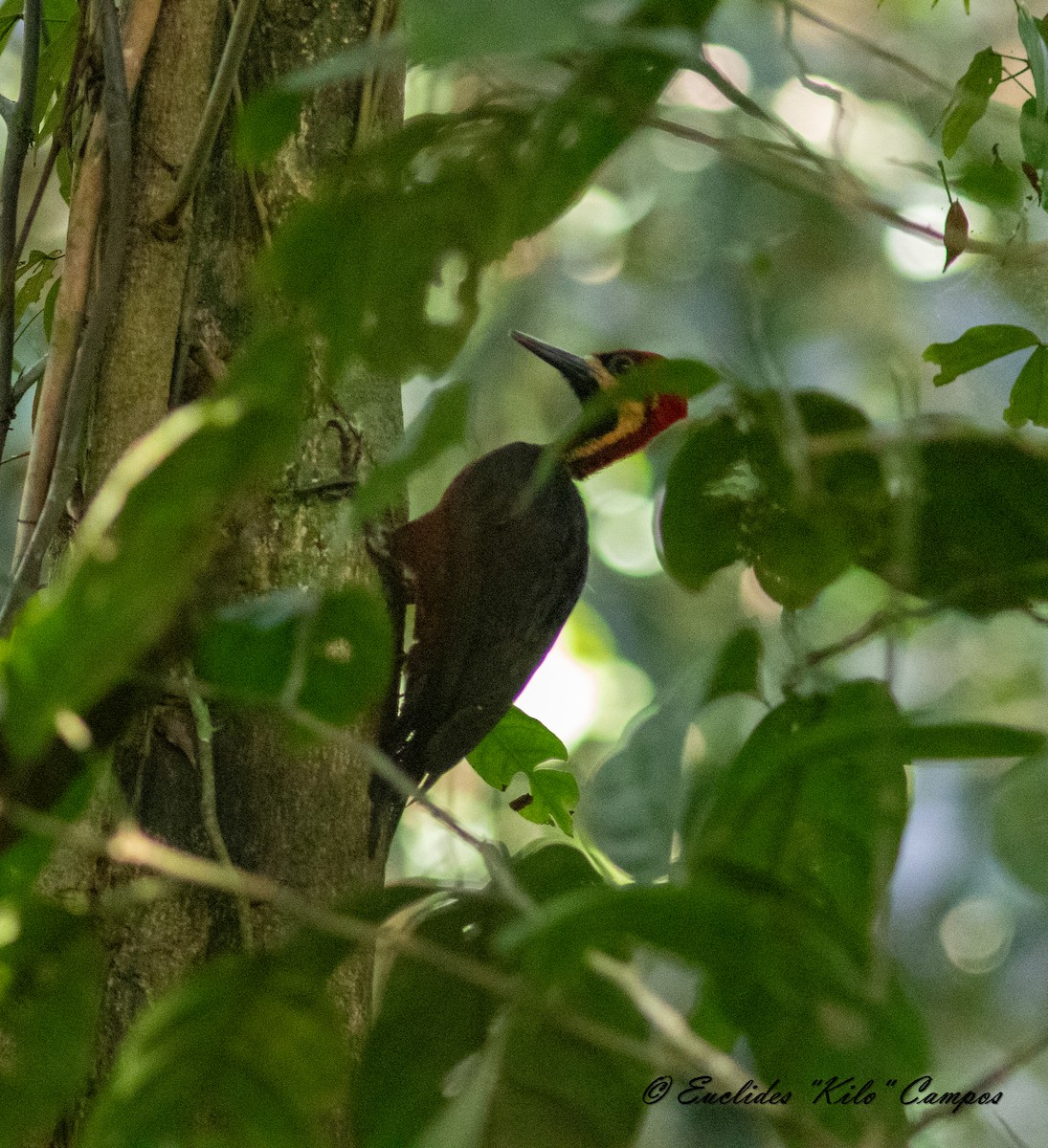 Crimson-bellied Woodpecker (Splendid) - ML615244495