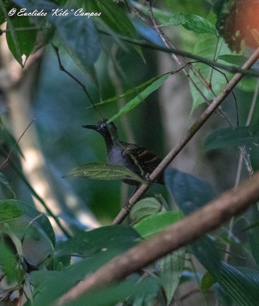 Wing-banded Antbird (Buff-banded) - ML615244507
