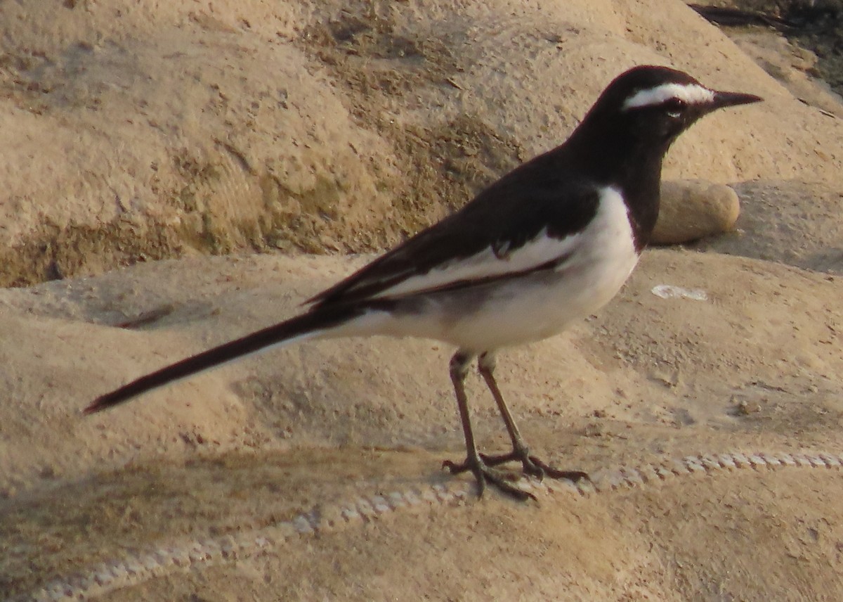 White-browed Wagtail - ML615244508