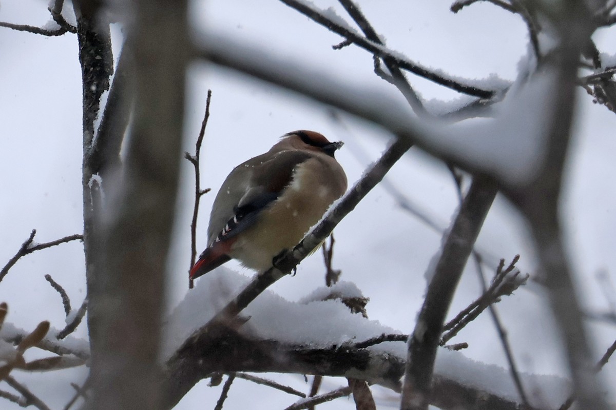 Japanese Waxwing - ML615244823