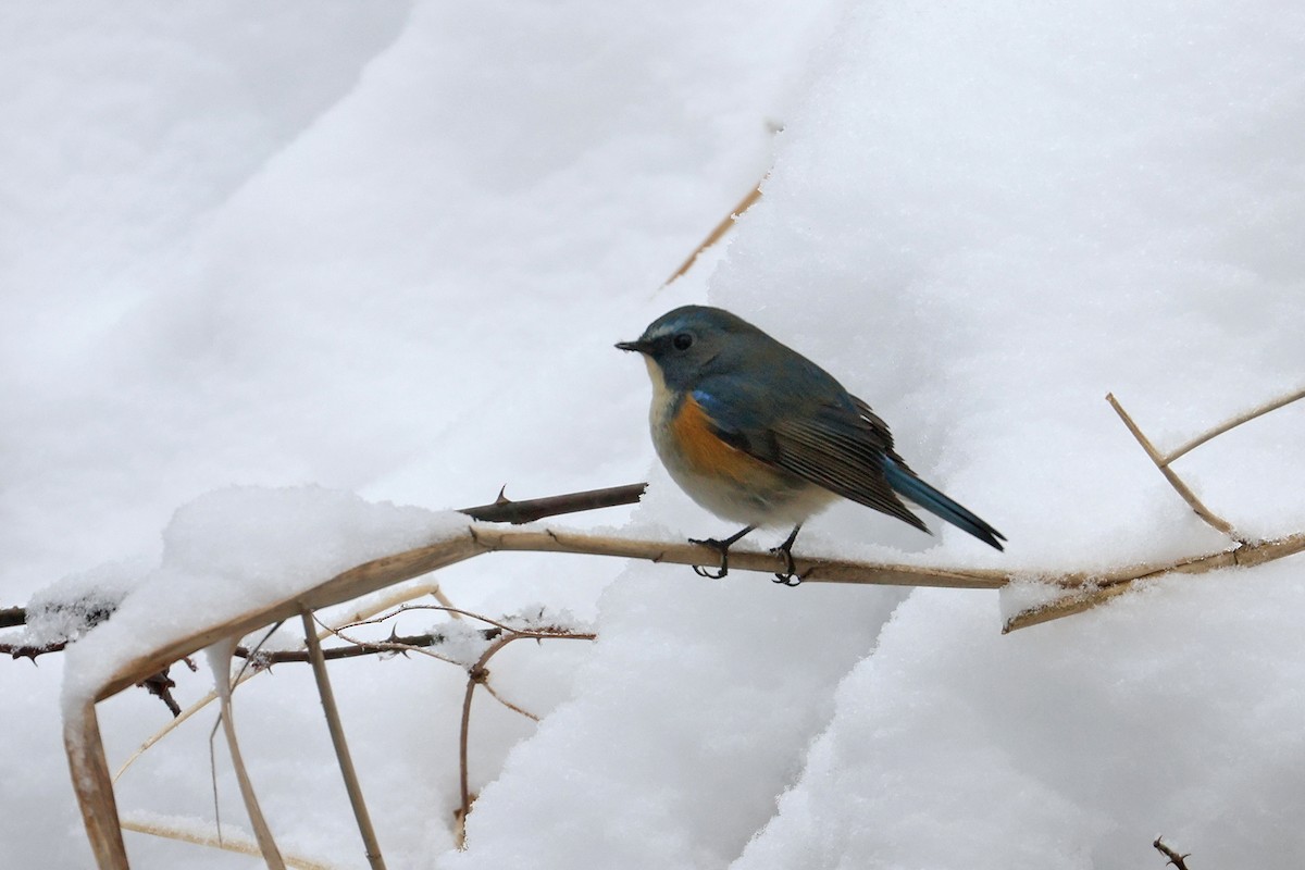 Red-flanked Bluetail - ML615244852