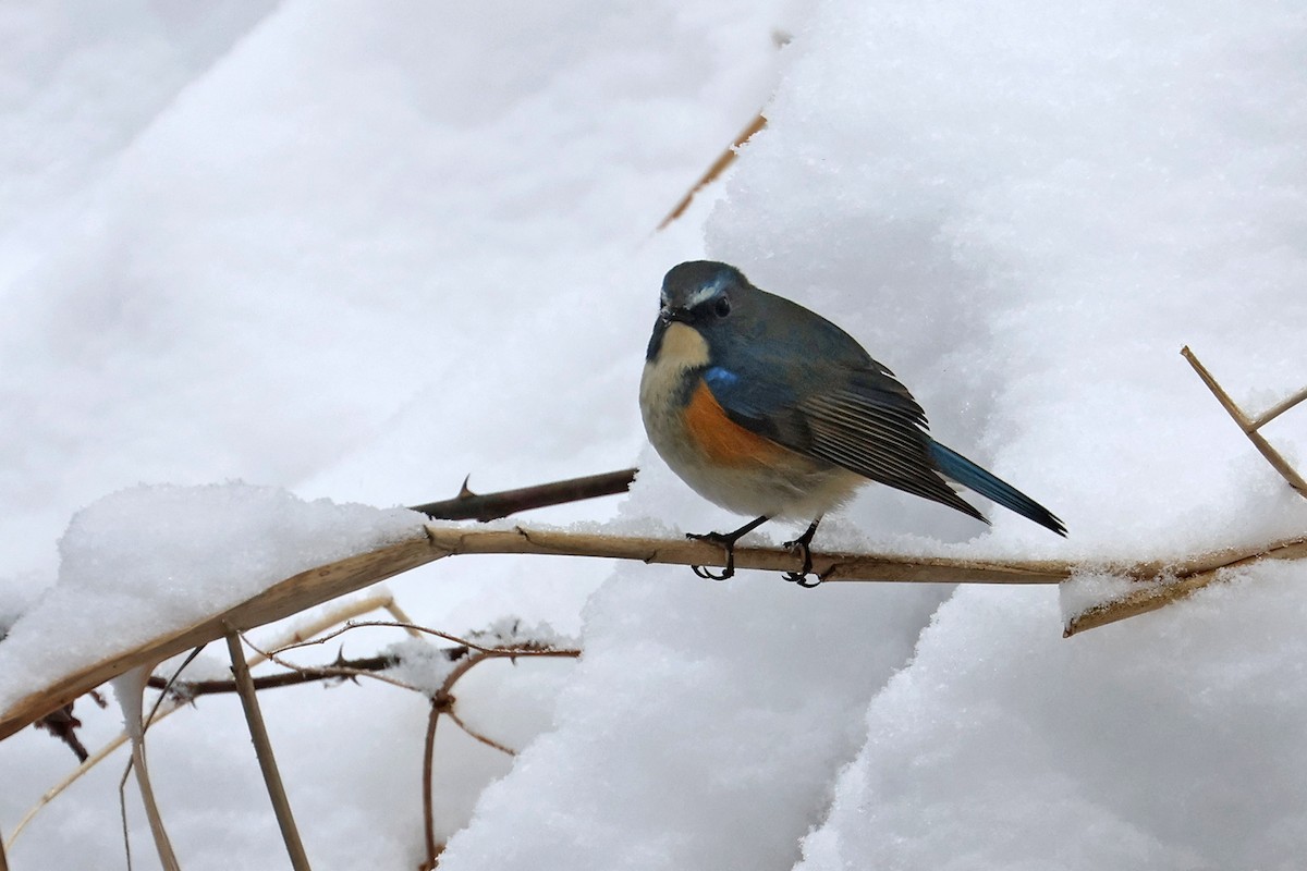 Red-flanked Bluetail - ML615244853
