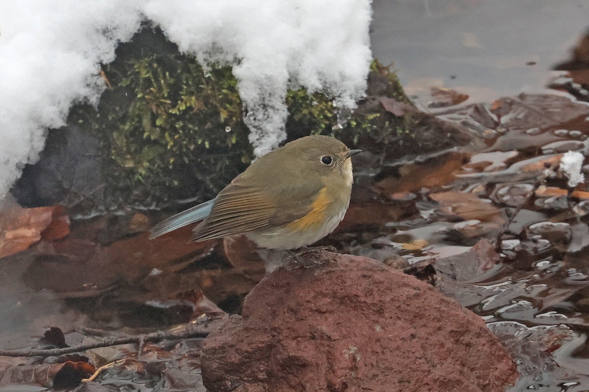 Red-flanked Bluetail - ML615244854