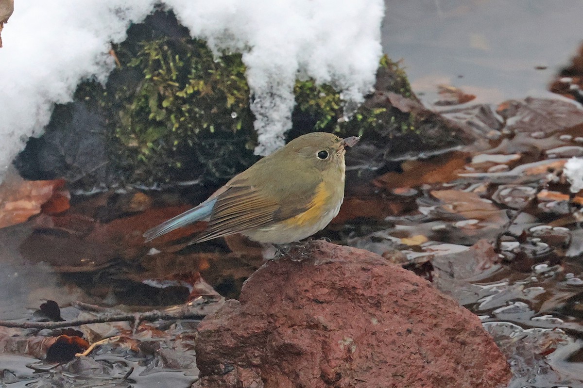 Red-flanked Bluetail - ML615244855