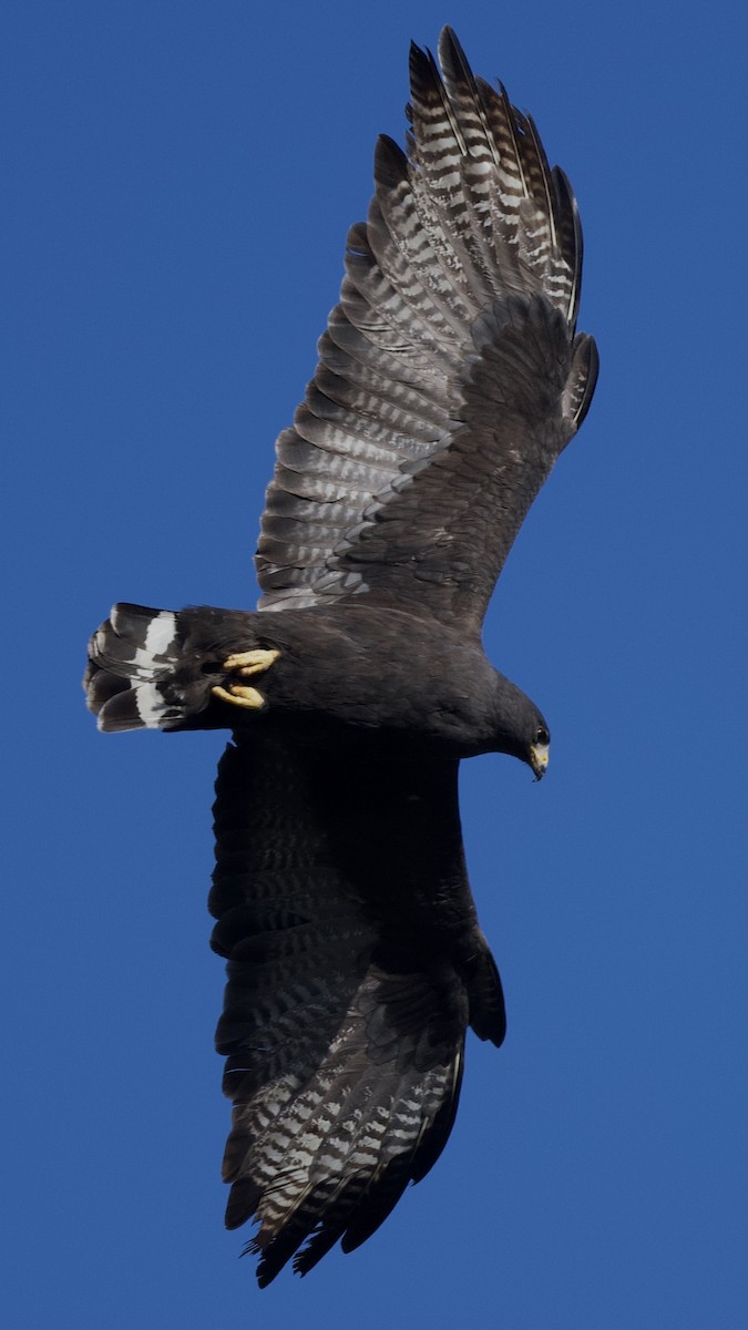 Zone-tailed Hawk - ML615245091