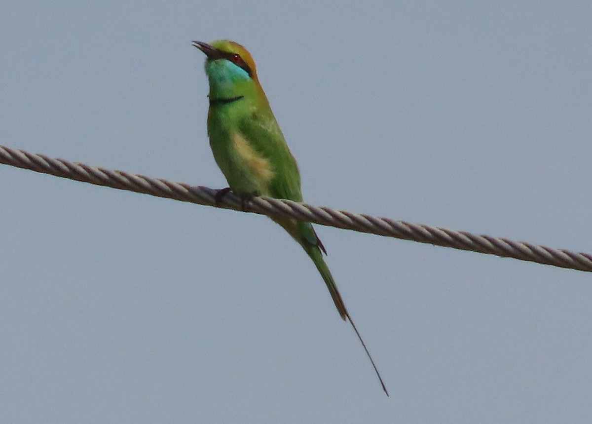 Asian Green Bee-eater - Paul Aston