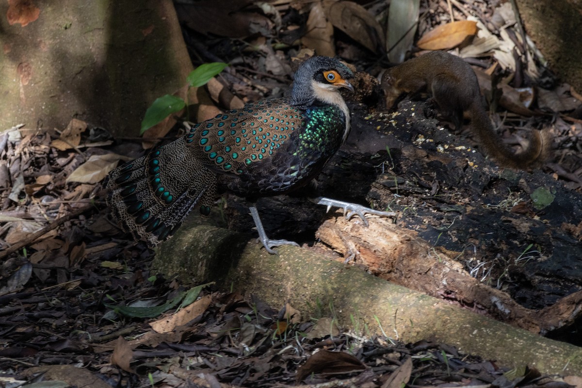 Bornean Peacock-Pheasant - ML615245185
